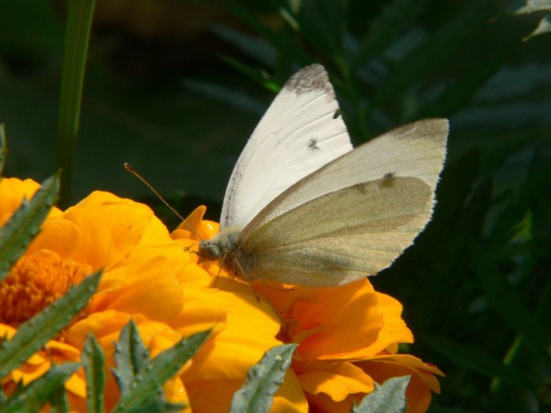 The Pastoral Centre, Letterkenny promotes environmental friendly community garden schemes